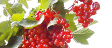 redcurrants