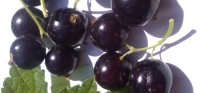 blackcurrants