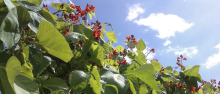 runner beans