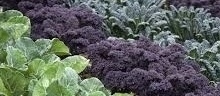 purple sprouting broccoli